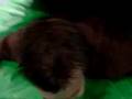 *jackass arraona 2007*