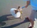 title="Puppy