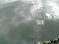 carp or shadow of flying bird?