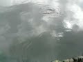 carp or shadow of flying bird?