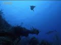 Sea reptile birth - Walking with Dinosaurs - BBC
