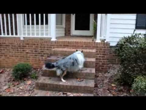 BluemerleSheltie - Such a Smart and beautiful dog. A Blue Merle Sheltie Shetland Sheep Dog. Watch for him in the movie