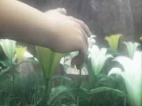 Final Fantasy VII- Advent Children- ...