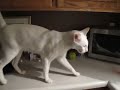 By popular demand Kenneth the Talking Cat!