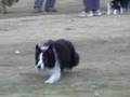 Border Collie, pastor, sheepdog, chien troupeau