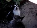 Chascarros Teleserie Todo Gato