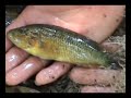 Collecting Parachromis Motaguense in El Salvador part 2