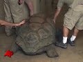 Click here to watch this video Raw Video: Giant Tortoise Gets New Home