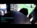 Que lindo ser Borrego