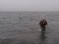 Caledonian Record, Plunge Against Cancer Caledonian Record, Plunge Against Cancer