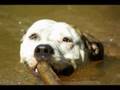 BRYTAG THE PITBULL