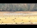 Le lac de Puydarrieux et ses milliers d'oiseaux: grues, vanneaux, cormorans, oies, hérons, etc. - 65