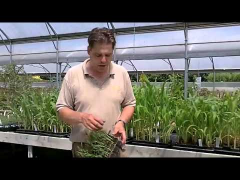 how to replant corn plant