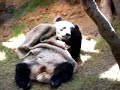 Sleepy Panda Sleepy Panda
