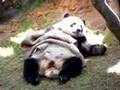 Sleepy Panda