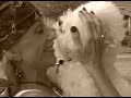 Sundance - choose a  rescue   dog