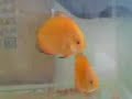 red melon red melon
