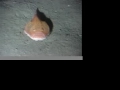 6 Gill Shark ATTACK Part two