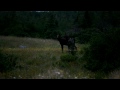 Witless Bay Line Moose