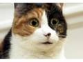 Talking Cat