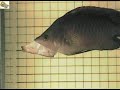 Schnappfisch