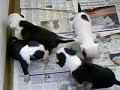 Staffie Pups Great Escape Staffie Pups Great Escape