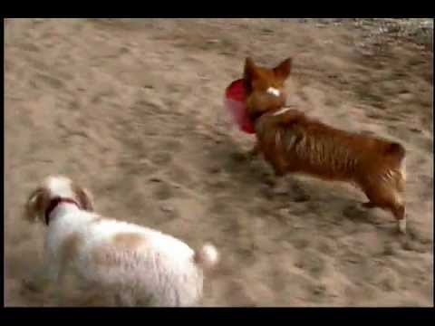 My Pembroke Welsh Corgi Soffie plays ...