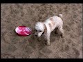 My Pembroke Welsh Corgi Soffie plays keep away!