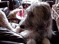 Wolfhounds at Christmas
