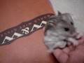 かわいい脱糞デブハムスター