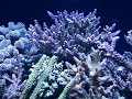My SPS reef tank