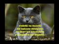Tengo nu gatto - Carmen Auletta Tengo nu gatto - Carmen Auletta