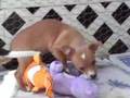 Puppy Joy.. Which one is your favorite puppy?