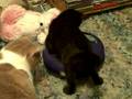 videos de The Old Ball Trapped in a Tube toy