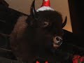 Seasons Greetings