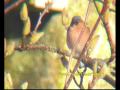 male Chaffinch (Fringilla coelebs) male Chaffinch (Fringilla coelebs)