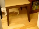 Burmilla playing with Ping Pong Ball Burmilla playing with Ping Pong Ball