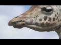 videos de una girafa