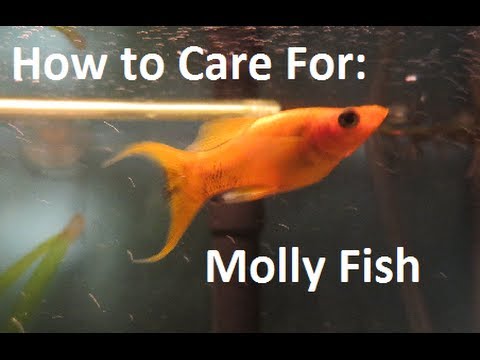 how to care molly