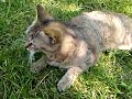 Tiger Und Kleine Vögel Am Trinken.wmv