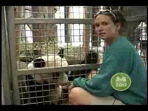 Keepers Log - Giant Panda 6/13/07
