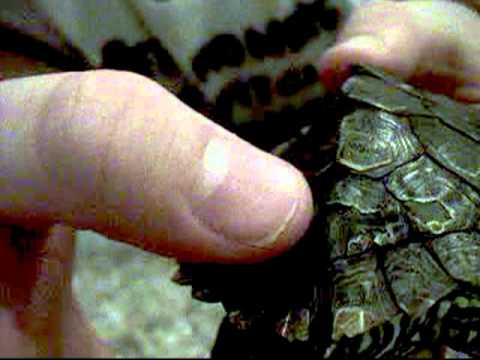 how to cure mbd in turtles