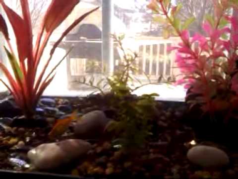 how to cure ammonia poisoning in goldfish