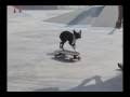 Neo & Tuxedo at skatepark Part IV