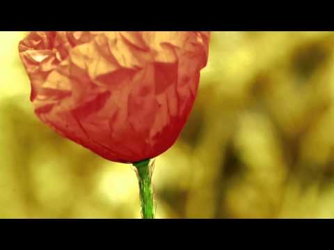03Rainy dreams(video parts by: Shemarooent(3 of 5 )For those who are looking for love.