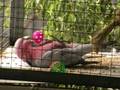 videos de Pink/grey galah Pinky and his ball.......