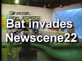 Bat in the news studio!