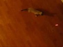 Crazy kitty chasing laser