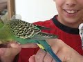 Budgie in love