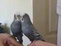 Budgie in love